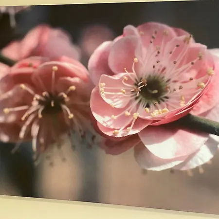 Vakantiebungalow De Molenwei Сasa de vacaciones Banholt